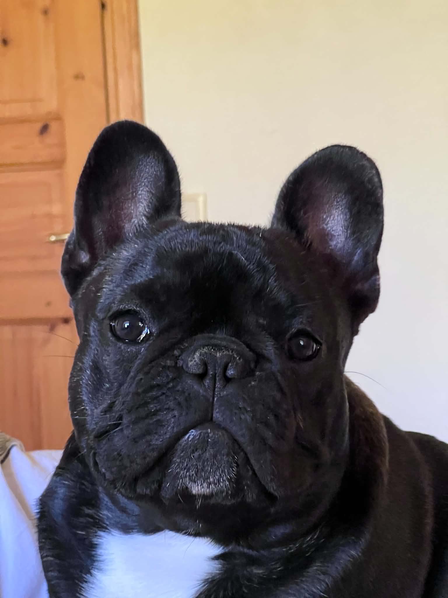 Foto af Bodhi