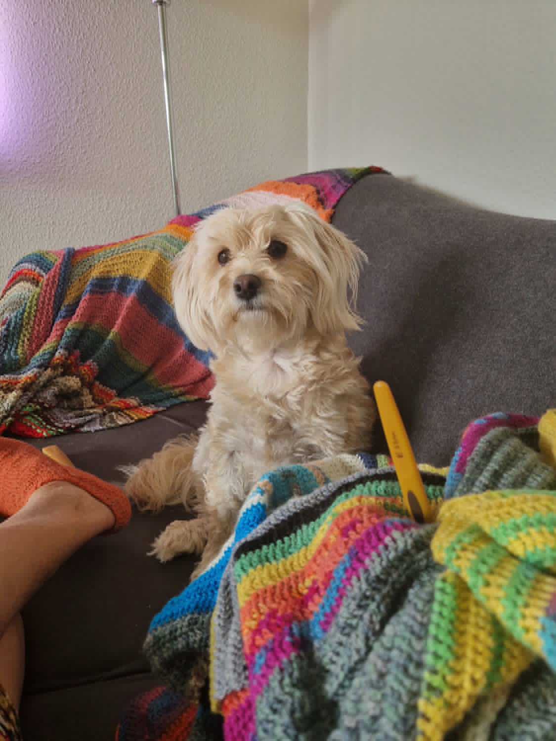 Foto af Nivi
